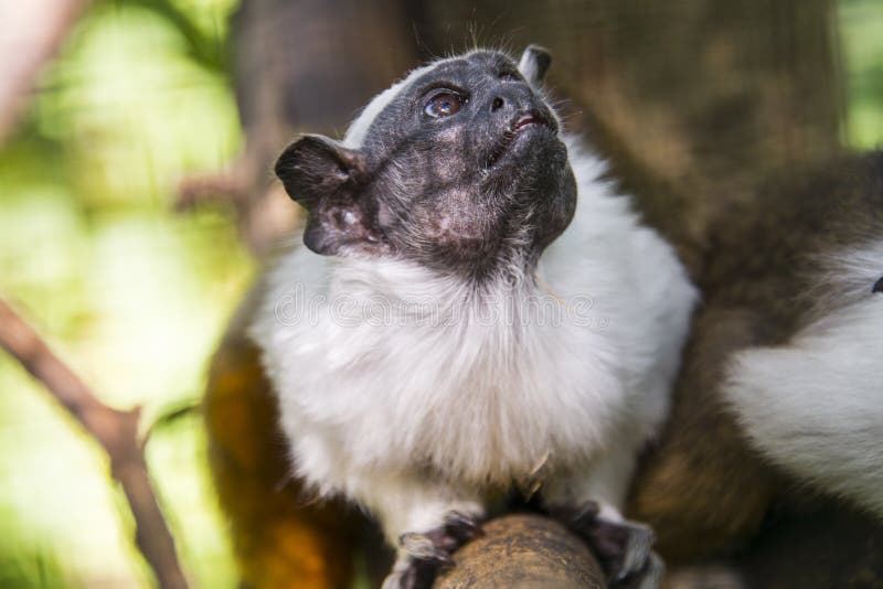 Saguicomum Oupequenodetufobranco Novo Mundo Macaco - Fotografias de stock e  mais imagens de Saguim - iStock