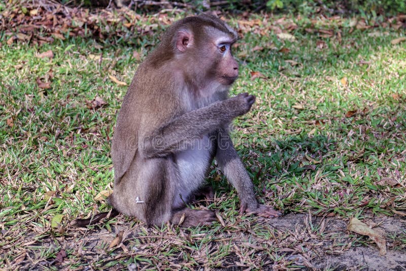 macacos fofos vivem nos templos da tailândia. 15935604 Foto de