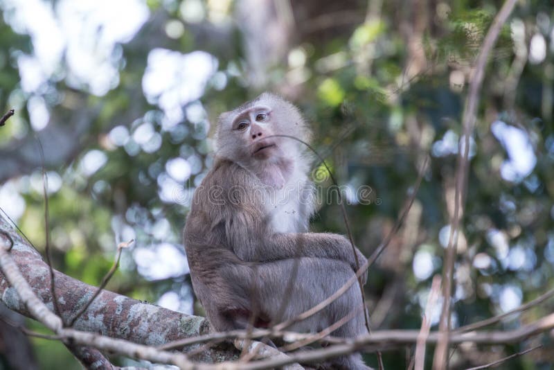 macacos fofos vivem nos templos da tailândia. 15935604 Foto de