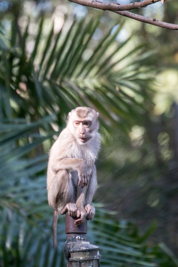 macacos fofos vivem nos templos da tailândia. 15935604 Foto de