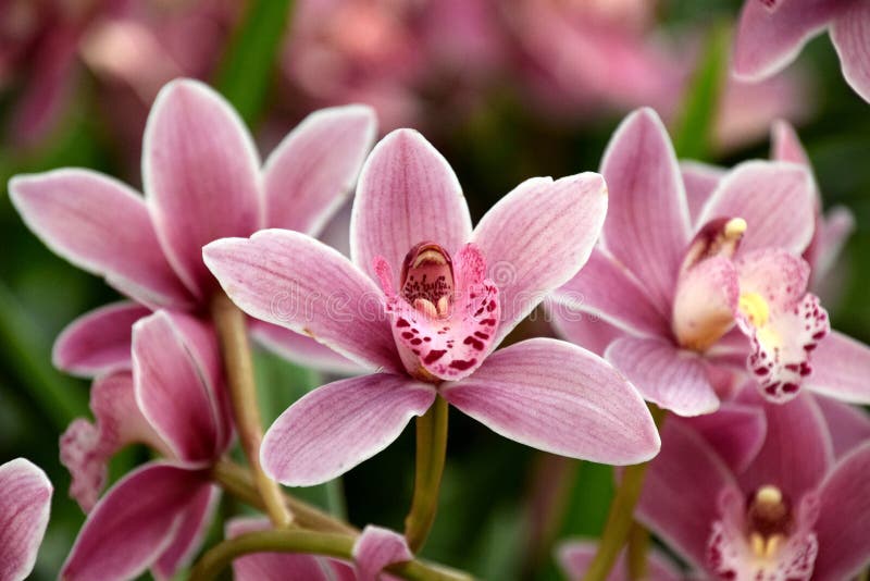 Orchid Species, Beautiful Pink Orchid Blossoms Foto de Stock - Imagem de  havaiano, espécie: 146997104