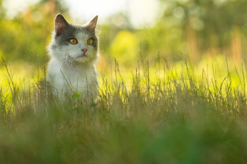 Espace sûr pour les promenades en chat concept photo. création d'un jardin sécurisé pour les animaux de compagnie photographie stock libre de droits Espace sûr pour les promenades en chat concept photo. création d'un jardin sécurisé pour les animaux de compagnie photographie stock libre de droits