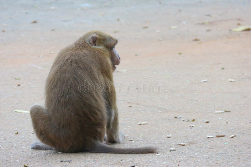 Espalda De Tailandés, Mono Rojo Salvaje Sentado En El Buscando Comida Imagen de archivo - Imagen de vida: 176286619