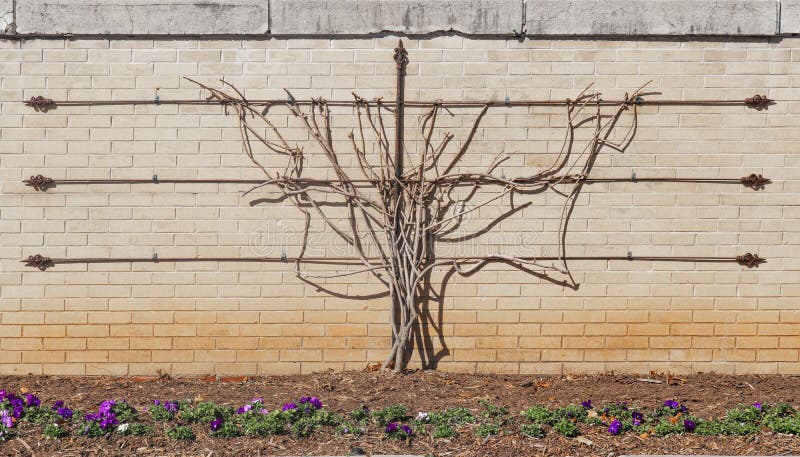Espalier vine in winter with no leaves trained to grow on brick wall with metal trellis with pansies in flower bed in front