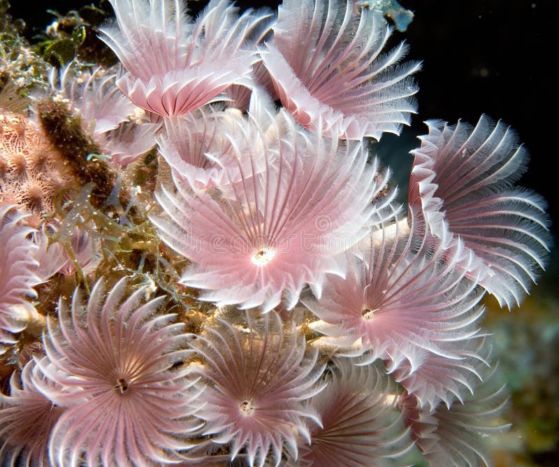 A social group of pink feather duster worms sway feeding in the water against a dark background. Crowns of radioles are arranged in circular patterns and extend outwards from the parchment-like tubes. A social group of pink feather duster worms sway feeding in the water against a dark background. Crowns of radioles are arranged in circular patterns and extend outwards from the parchment-like tubes.