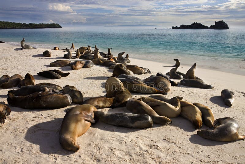 Espanola Galapagos wysp lwy denni