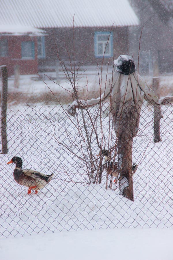 Espantapájaros en el jardín en el invierno y el pato nacional imágenes de archivo libres de regalías Espantapájaros en el jardín en el invierno y el pato nacional imágenes de archivo libres de regalías