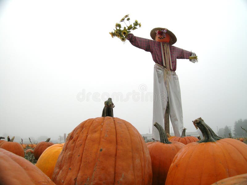 Espantapájaros en la corrección de la calabaza foto de archivo Espantapájaros en la corrección de la calabaza foto de archivo