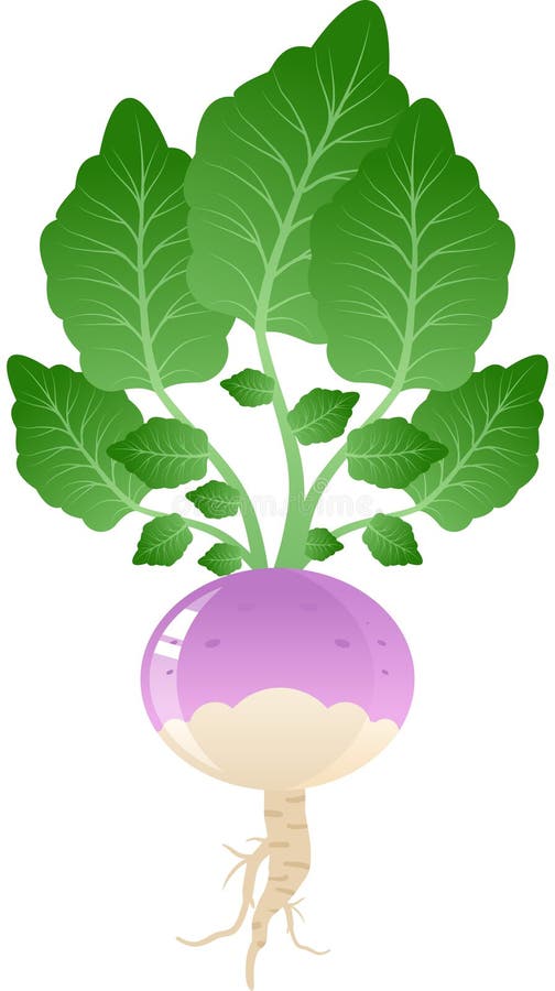Espargos ilustração royalty free