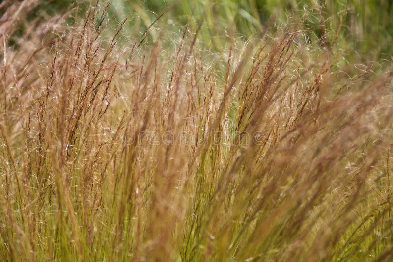 Esparto Alfa Stock Photos Free & RoyaltyFree Stock Photos from