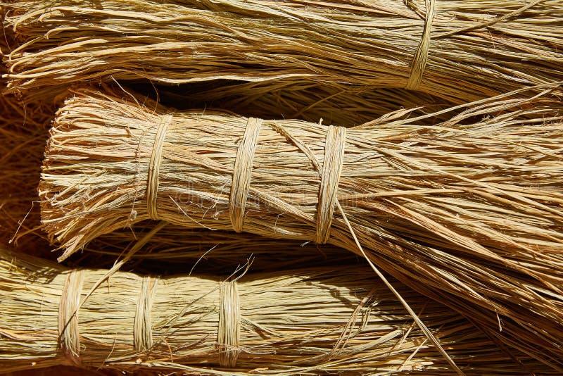 Esparto Halfah Grass Used for Crafts Basketry Stock Photo Image of