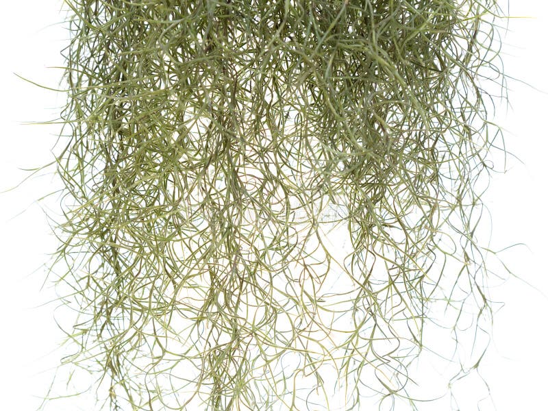 Español Moss Isolated fotografía de archivo libre de regalías