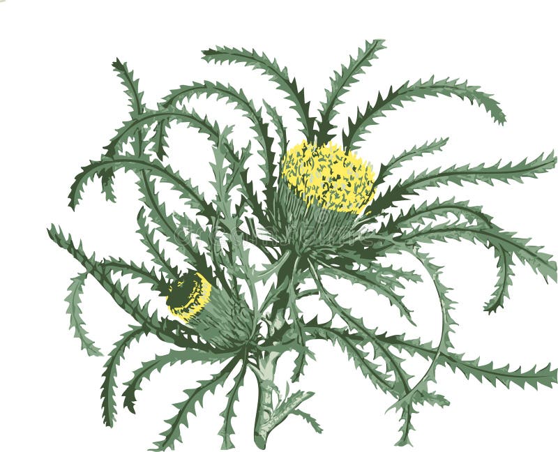 Download Especie de Dryandra (flor) ilustración del vector. Ilustración de wildflower - 7151914