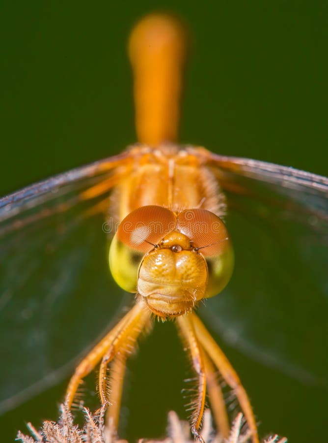 Especie de la libélula del meadowhawk - primer extremo de la cara y de ojos - tomada en el centro de madera de la naturaleza del fotos de archivo libres de regalías Especie de la libélula del meadowhawk - primer extremo de la cara y de ojos - tomada en el centro de madera de la naturaleza del fotos de archivo libres de regalías