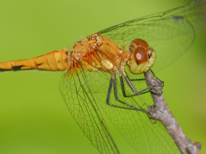 Especie de libélula del meadowhawk en la rama - primer extremo de la cabeza y del tórax - especie superior de Cercano oeste imagenes de archivo Especie de libélula del meadowhawk en la rama - primer extremo de la cabeza y del tórax - especie superior de Cercano oeste imagenes de archivo