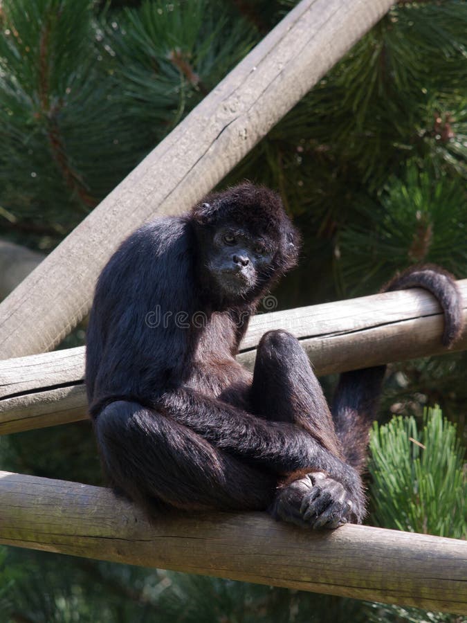 Especie en peligro del Gibbon de Sumatra Kloss