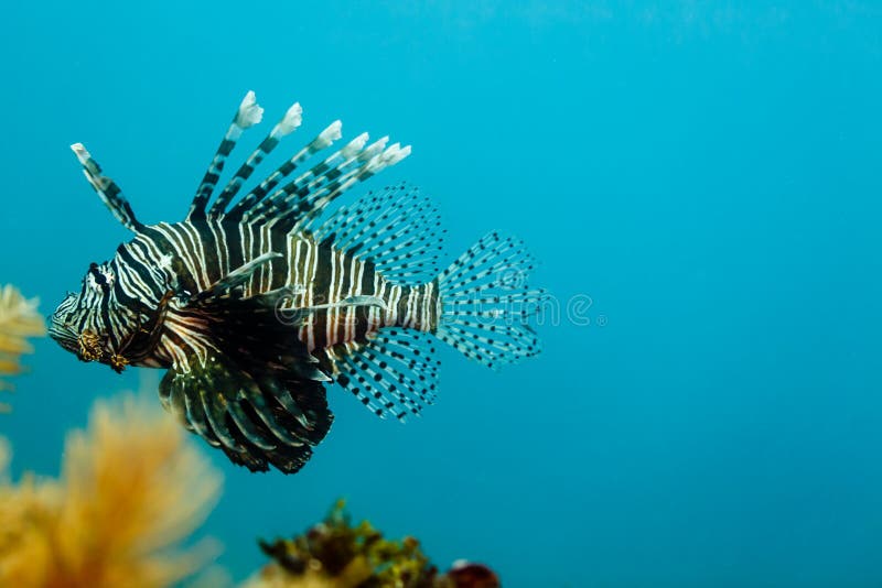 Especie invasor Lion Fish, volitans del Pterois, nadando