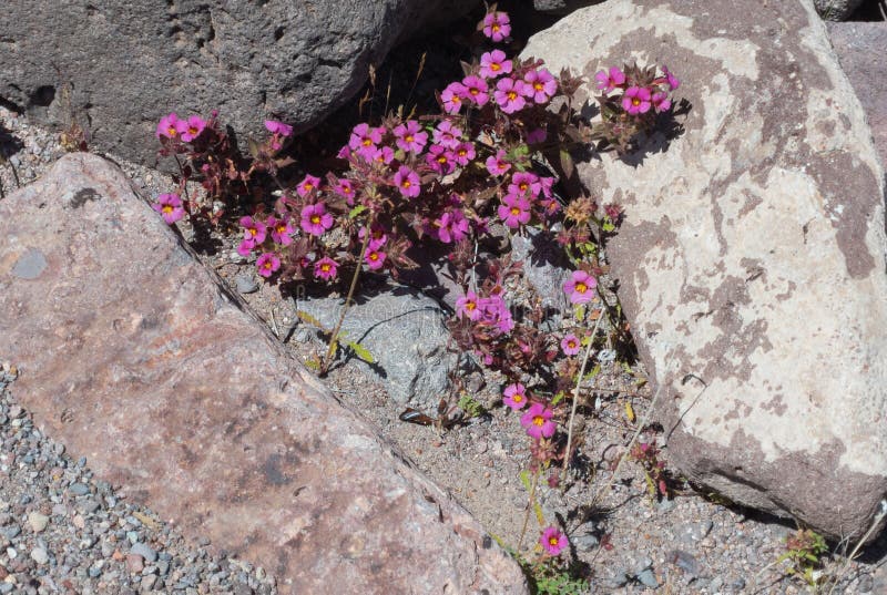 Calandrinia species, Fringed Redmaid, grows wild in the Black Mountains of Arizona. Calandrinia species, Fringed Redmaid, grows wild in the Black Mountains of Arizona