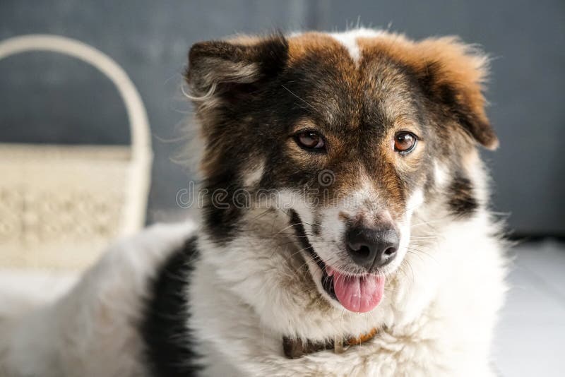 Espera amistosa tailandesa de la raza del perro del bangkaew para la comida imagenes de archivo Espera amistosa tailandesa de la raza del perro del bangkaew para la comida imagenes de archivo