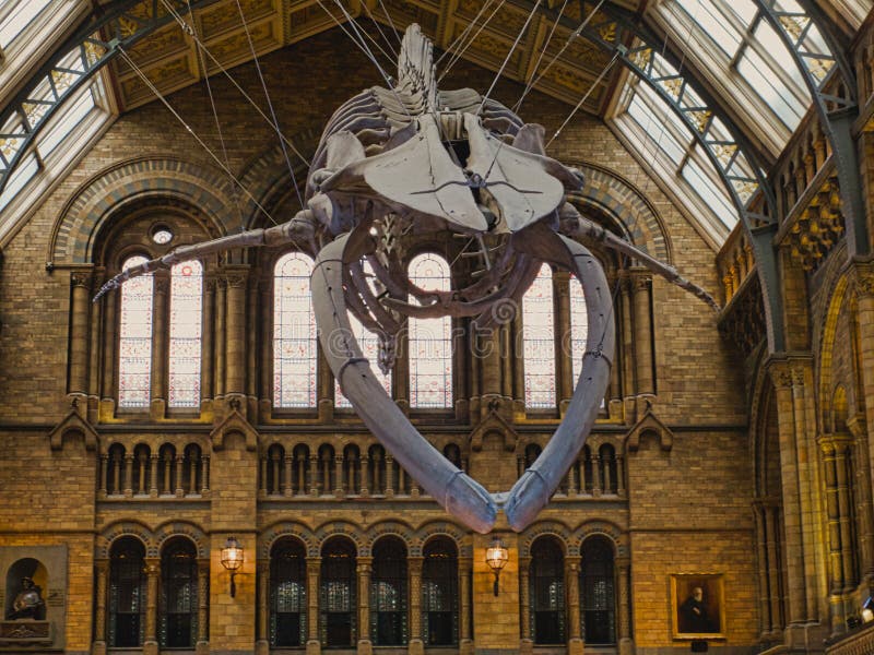 Natural history museum have replaced Dippt with Hope the blue whale skeleton. Blue whales are the largest creature to have ever lived. Hope is 25.2 metres long. It is suspended by wires from the ceiling. Natural history museum have replaced Dippt with Hope the blue whale skeleton. Blue whales are the largest creature to have ever lived. Hope is 25.2 metres long. It is suspended by wires from the ceiling.