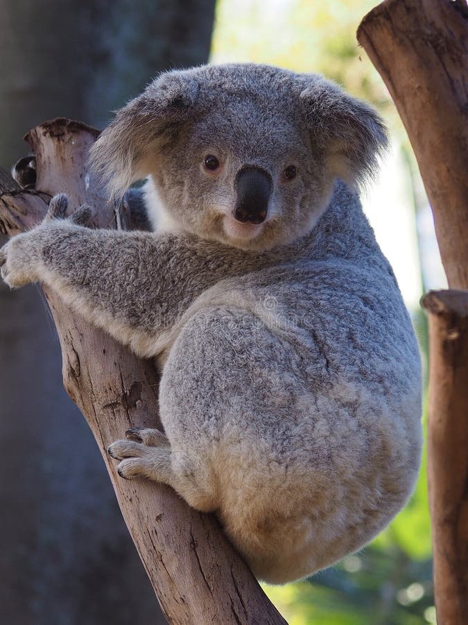 Espetacular jovem coala abraçando uma árvore.