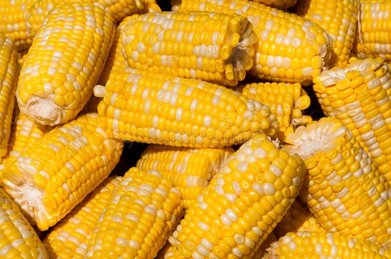 Espiga de milho imagem de stock Espiga de milho imagem de stock