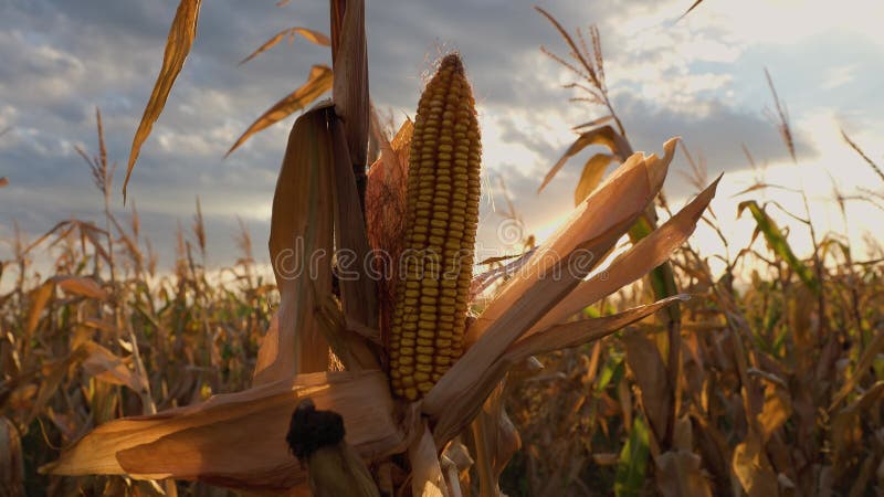 Espiga de milho madura no caule. close-up de um campo de milho pronto para colheita.