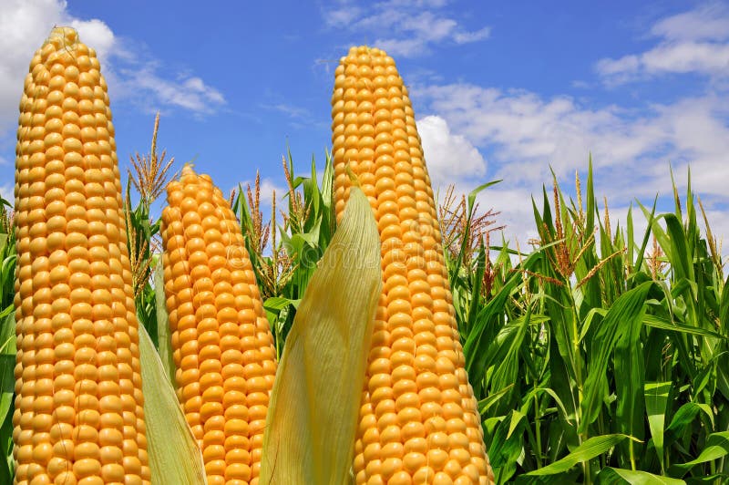 Espiga de trigo contra un campo bajo las nubes imagen de archivo Espiga de trigo contra un campo bajo las nubes imagen de archivo