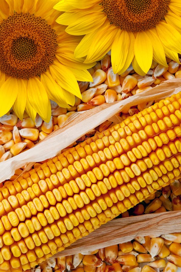 Corn cob and sunflower, beautiful agriculture background image. Corn cob and sunflower, beautiful agriculture background image.