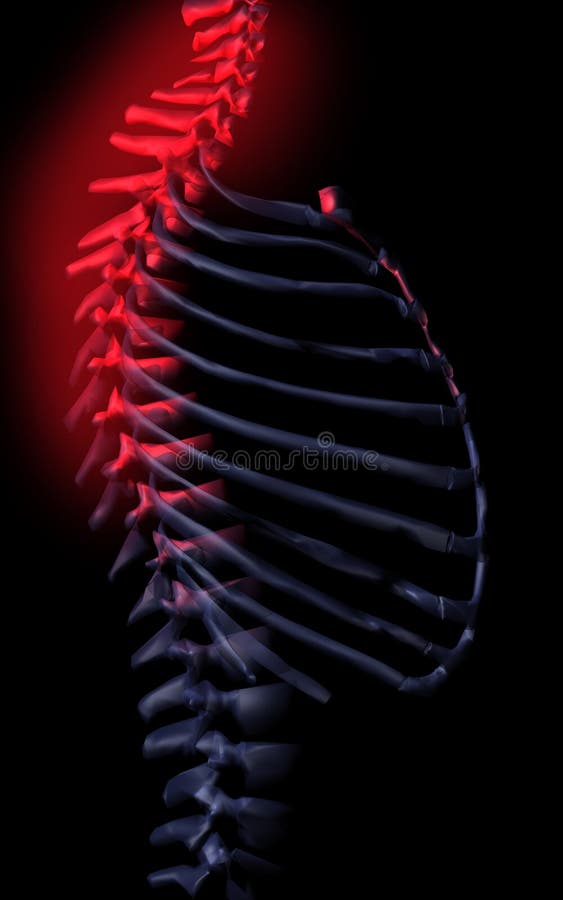 Espina dorsal