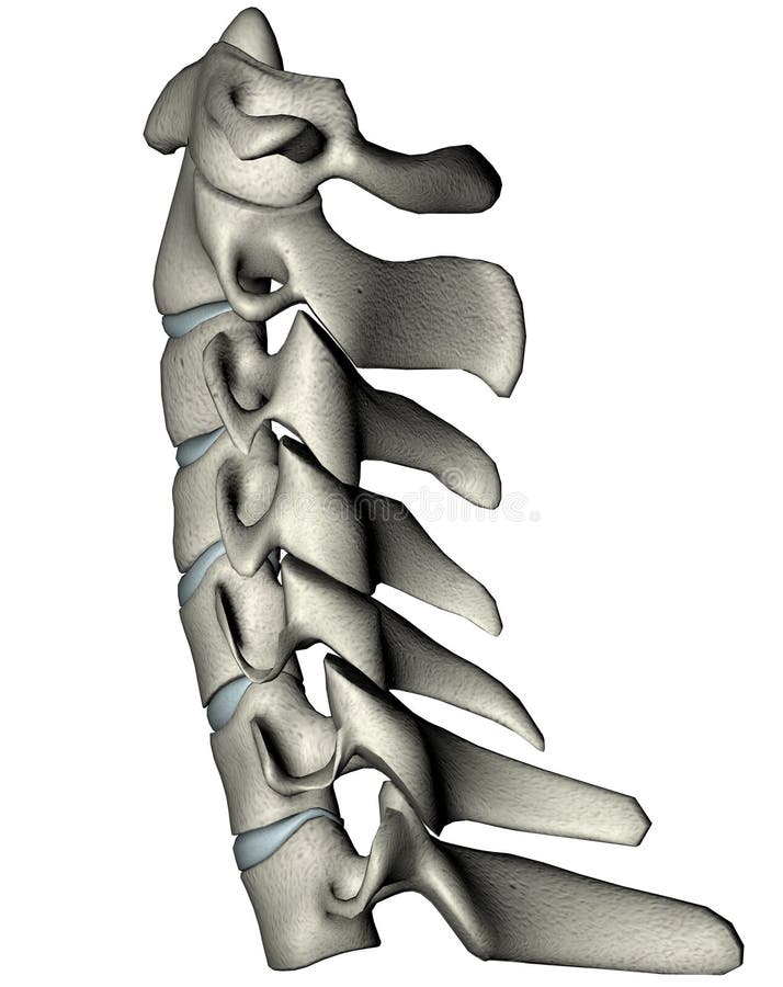 Espina dorsal cervical lateral humana (cuello)