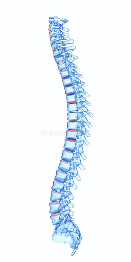 Espina dorsal del ser humano de la radiografía