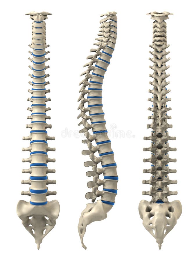 Espina dorsal humana