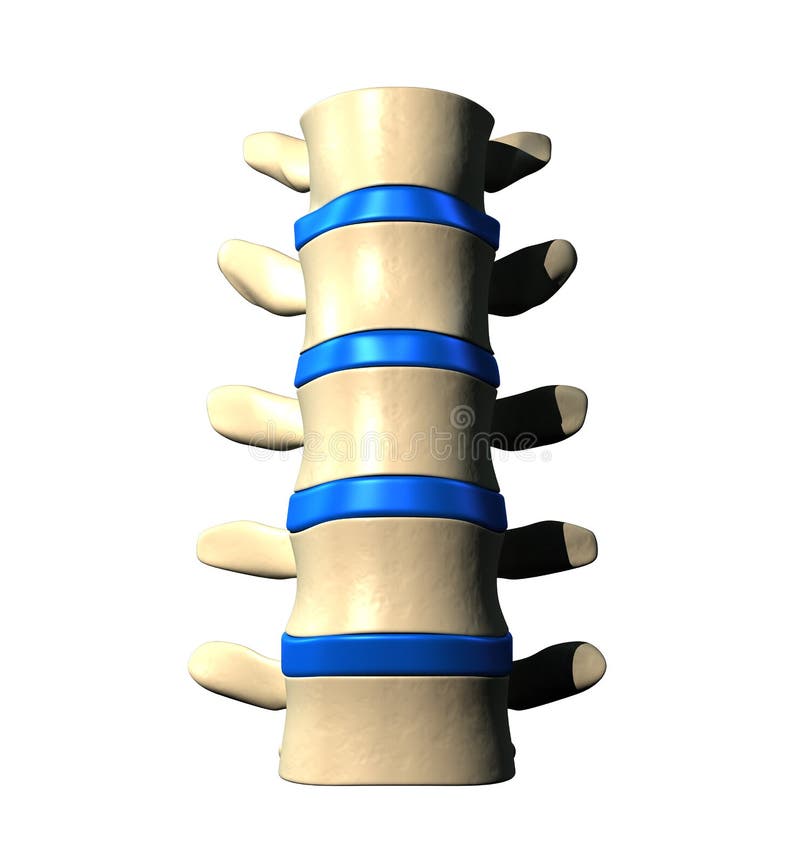 Espina dorsal lumbar - visión anterior ilustración del vector Espina dorsal lumbar - visión anterior ilustración del vector