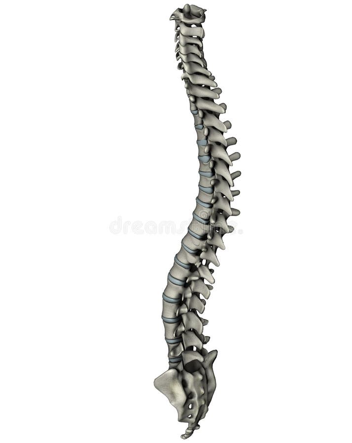 Espina dorsal oblicua posterior humana