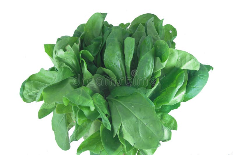 Bouquet of fresh spinach ready to be cooked. Bouquet of fresh spinach ready to be cooked