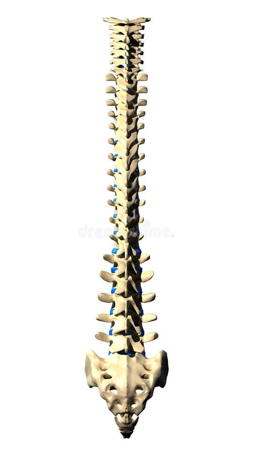 Cervical Spine - Lateral view - Side view. Cervical Spine - Lateral view - Side view