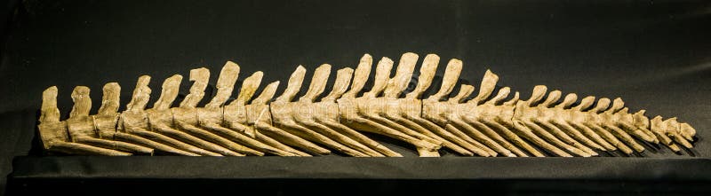 Back spine of a extinct mosasaurus lemonnieri, a aquatic lizard that lived during the cretaceous period in europe and America. Back spine of a extinct mosasaurus lemonnieri, a aquatic lizard that lived during the cretaceous period in europe and America