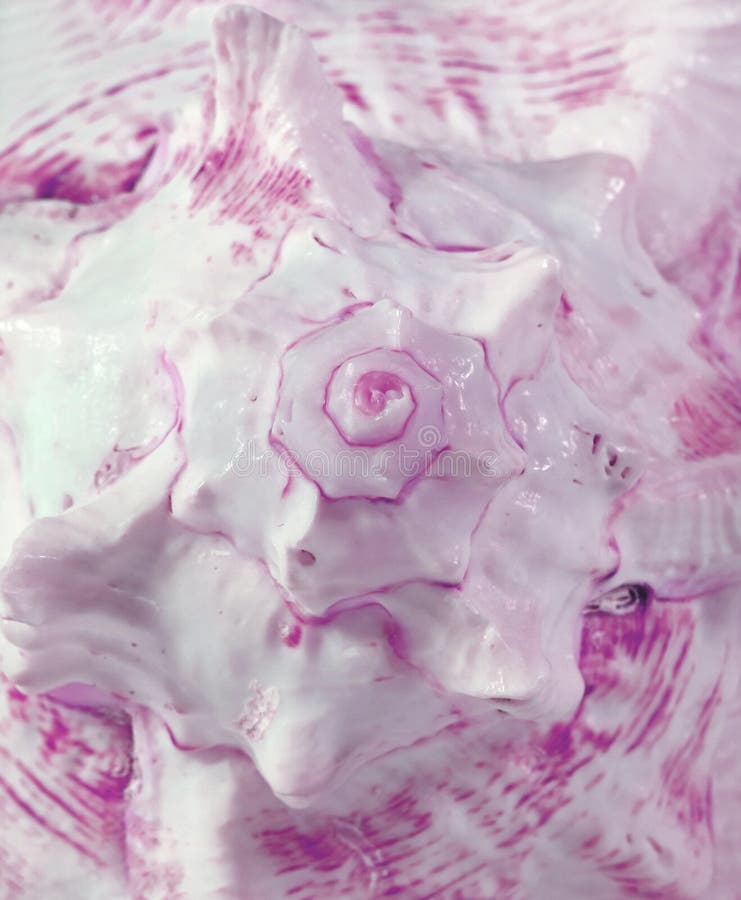 Espiral ascendente fechado e textura do shell do mar do Murex Branched na cor magenta clara e vibrante, para o fundo imagem de stock Espiral ascendente fechado e textura do shell do mar do Murex Branched na cor magenta clara e vibrante, para o fundo imagem de stock