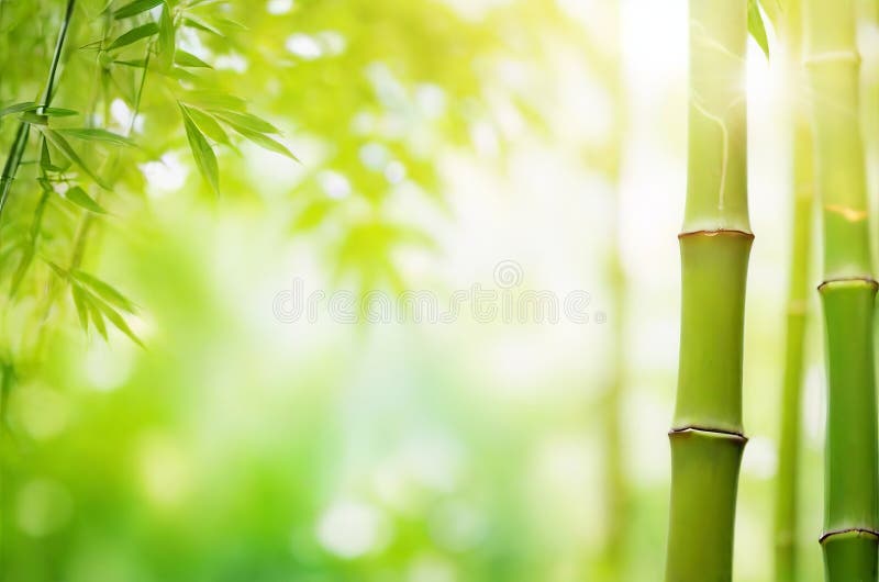 Esplendor de verano : la belleza de las hojas de bambú verde en el jardín. stock de ilustración