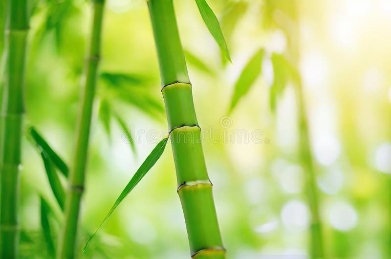 Esplendor de verano : la belleza de las hojas de bambú verde en el jardín. ilustración del vector