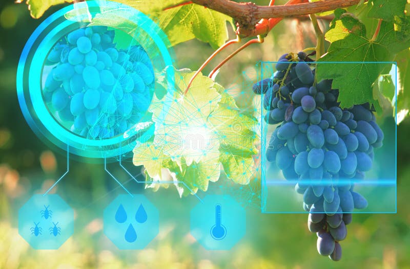 Esplorazione di un mazzo di uva per controllare la qualità del raccolto e dei parametri ottimali di coltivazione facendo uso di i Esplorazione di un mazzo di uva per controllare la qualità del raccolto e dei parametri ottimali di coltivazione facendo uso di i