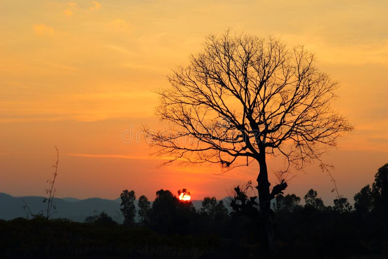 Esponga al sole la luce con gli alberi asciutti, il cielo, il tramonto fotografia stock Esponga al sole la luce con gli alberi asciutti, il cielo, il tramonto fotografia stock