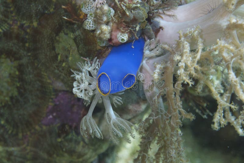 Esponja azul brilhante minúscula do mar fora do capelão Burgos, Leyte, Filipinas foto de stock Esponja azul brilhante minúscula do mar fora do capelão Burgos, Leyte, Filipinas foto de stock