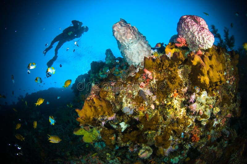 A esponja gigante do mergulho autônomo bunaken sulawesi Indonésia subaquática imagens de stock A esponja gigante do mergulho autônomo bunaken sulawesi Indonésia subaquática imagens de stock