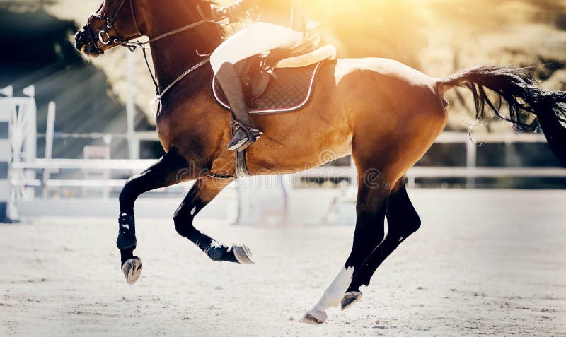 Cavalo Lusitano salto obstáculos 