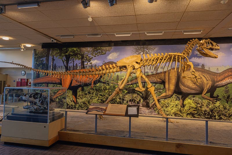 Editorial: JENSEN, UTAH, UNITED STATES, SEPTEMBER 22, 2023 - Display of a fossilized allosaurus in its natural surroundings at the Quarry Exhibit Hall in the Dinosaur National Monument. Editorial: JENSEN, UTAH, UNITED STATES, SEPTEMBER 22, 2023 - Display of a fossilized allosaurus in its natural surroundings at the Quarry Exhibit Hall in the Dinosaur National Monument