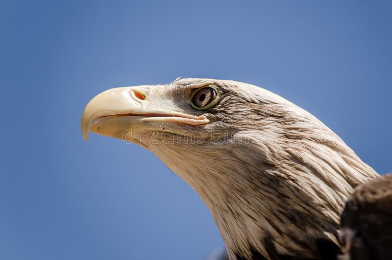 Espressione americana del fronte dell'aquila Chiuda sulla vista dal basso fotografia stock Espressione americana del fronte dell'aquila Chiuda sulla vista dal basso fotografia stock