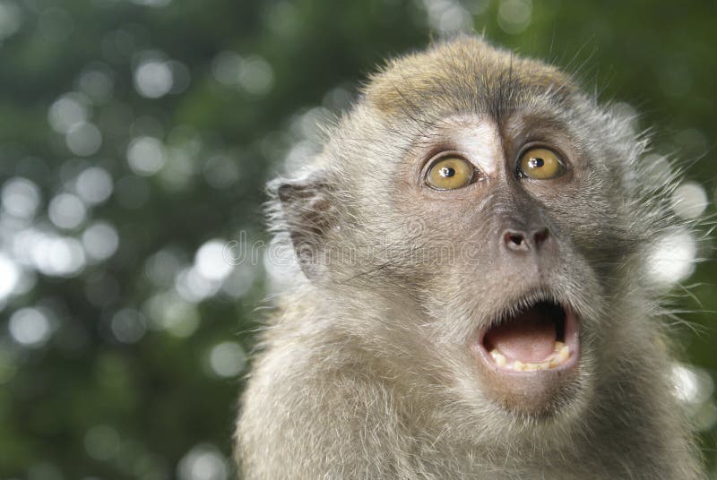 Espressione scossa della scimmia