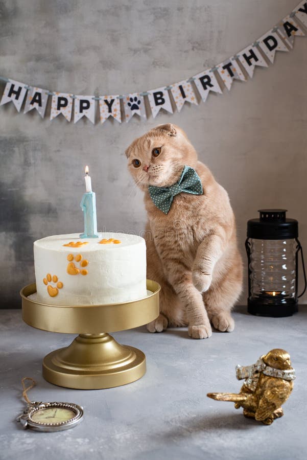 Scheda Di Buon Compleanno Con Il Gatto Foto Foto Stock Gratis E Royalty Free Da Dreamstime